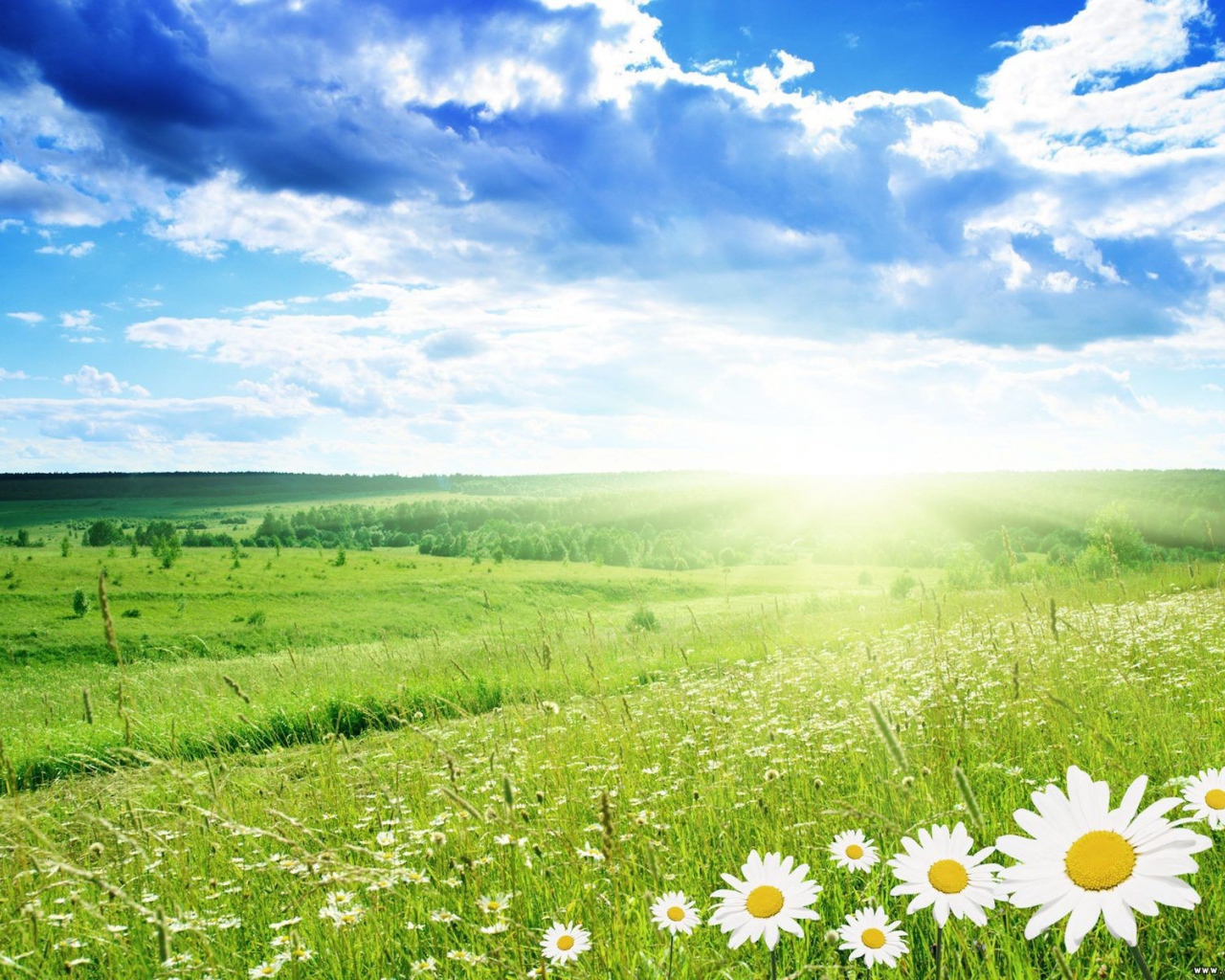 Солнечная поляна из ромашек