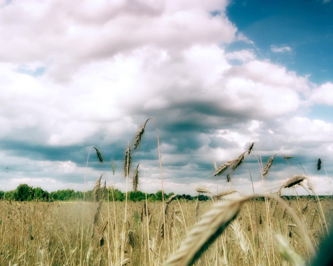 Колоски пшеницы под облаками