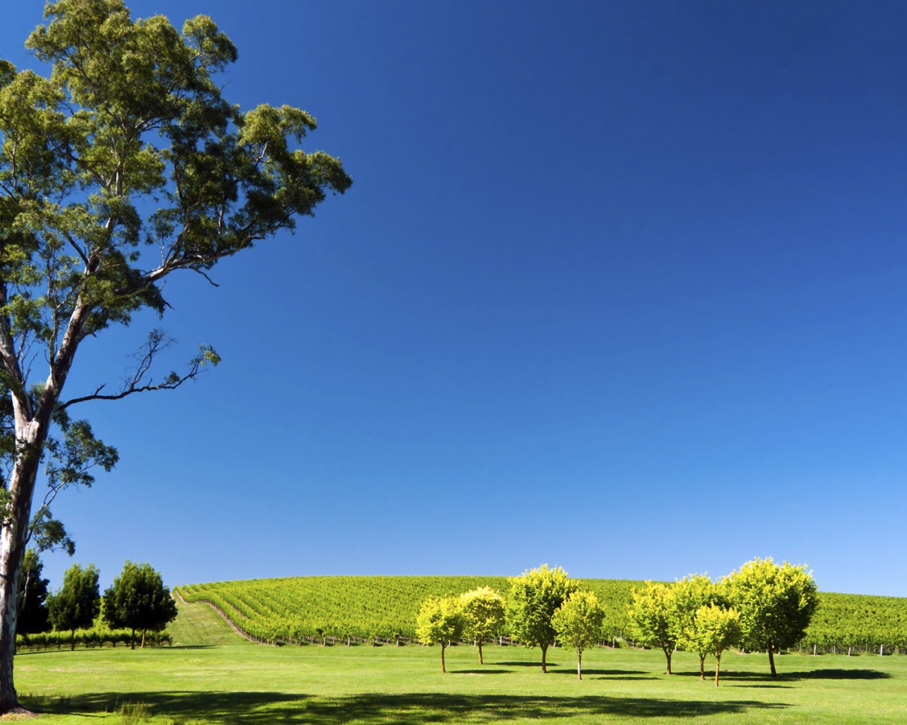 Плантация виноградника