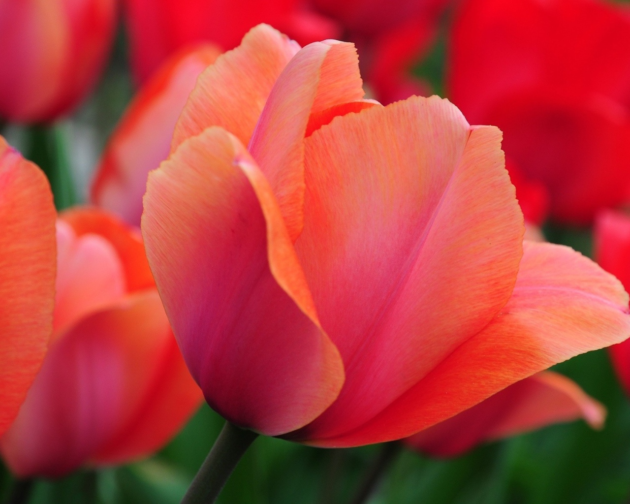 Красивый красный цветок