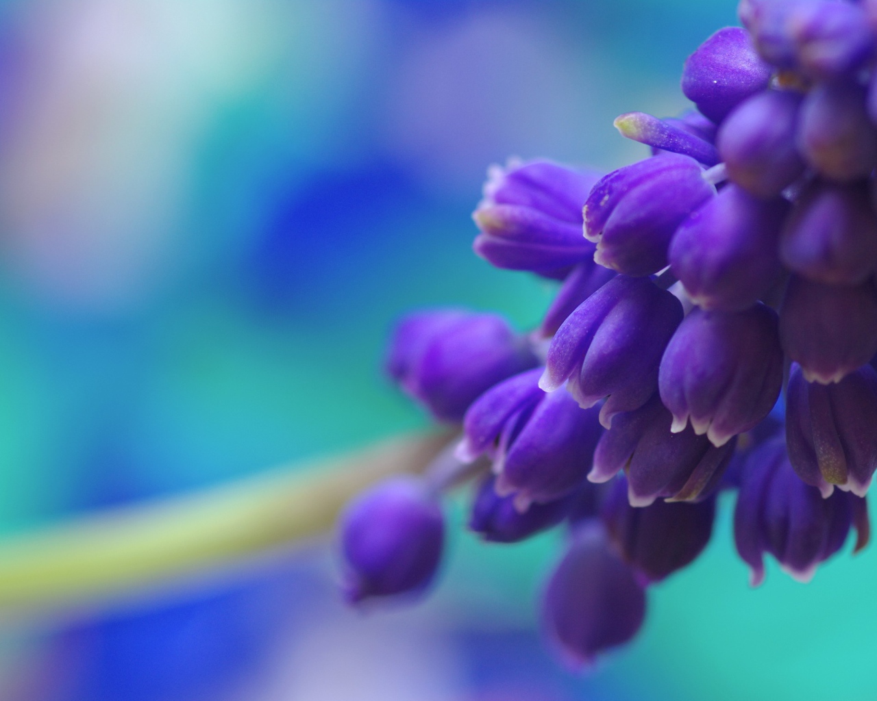 Гроздь синих цветов