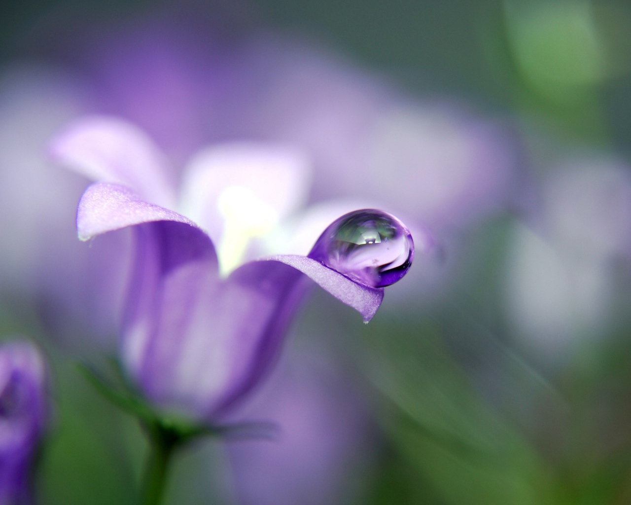 Капля воды на лепестке