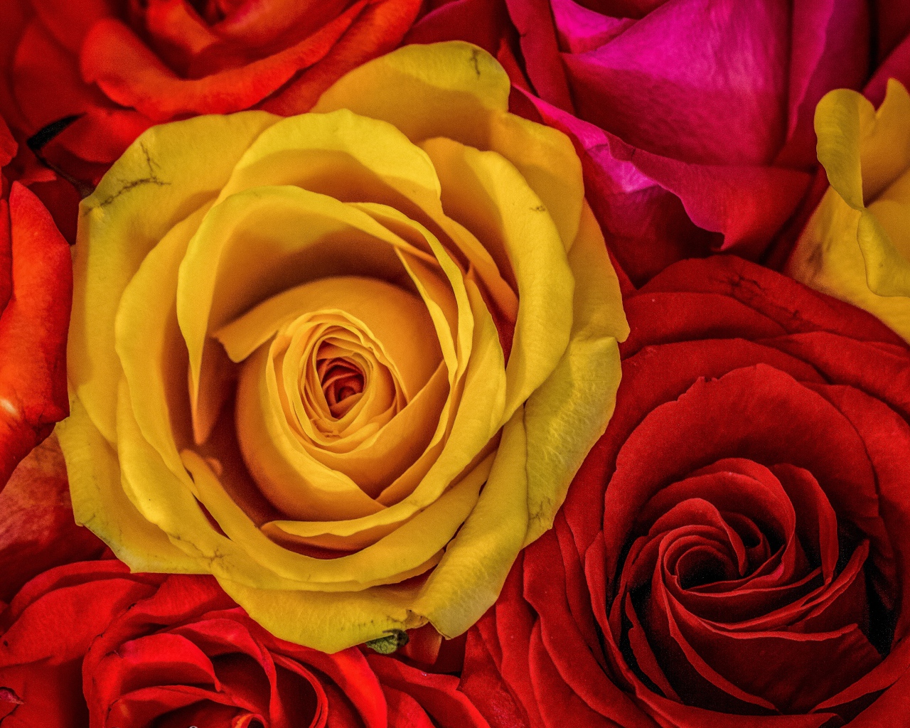 Большое разнообразие роз