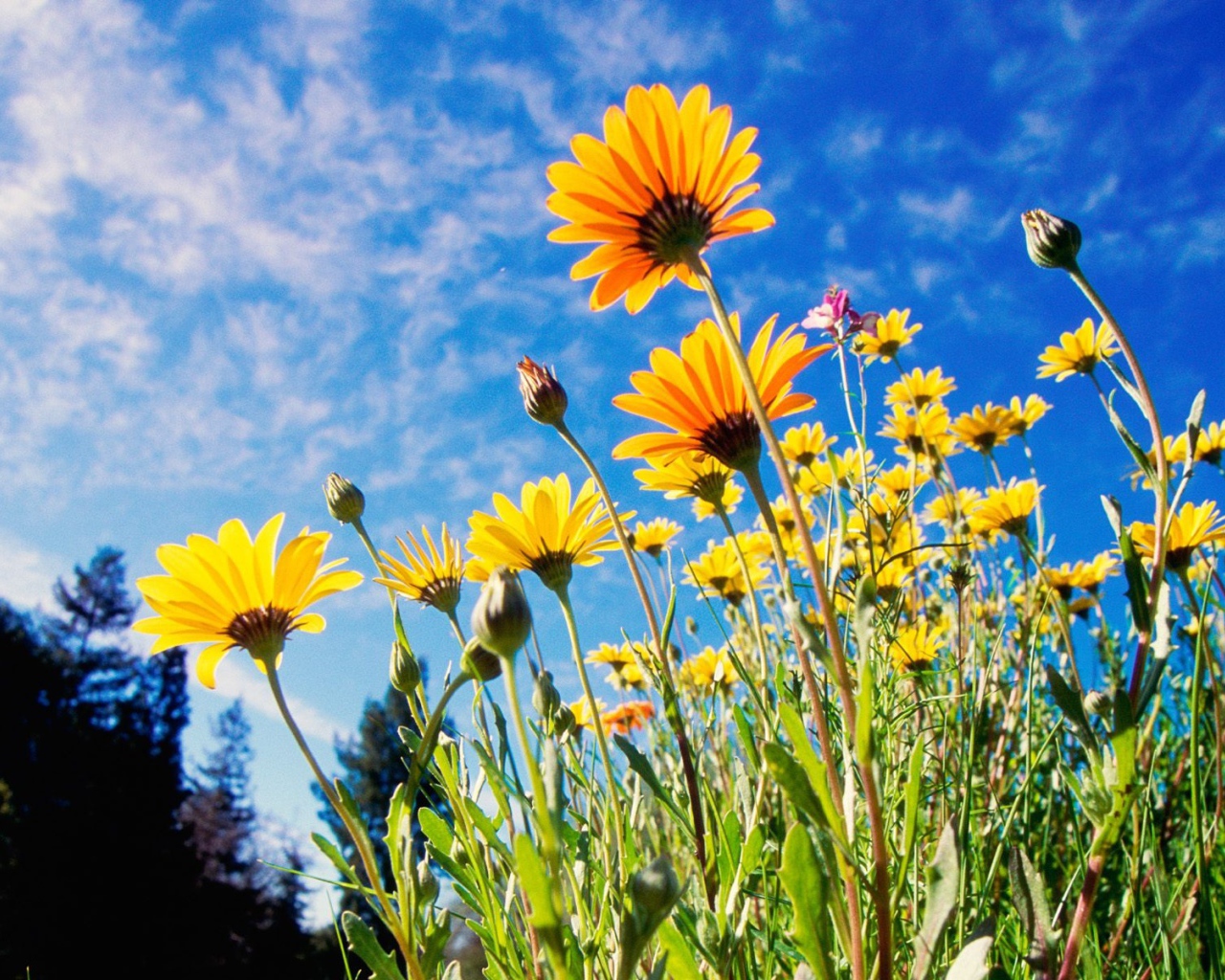 Африканские ромашки