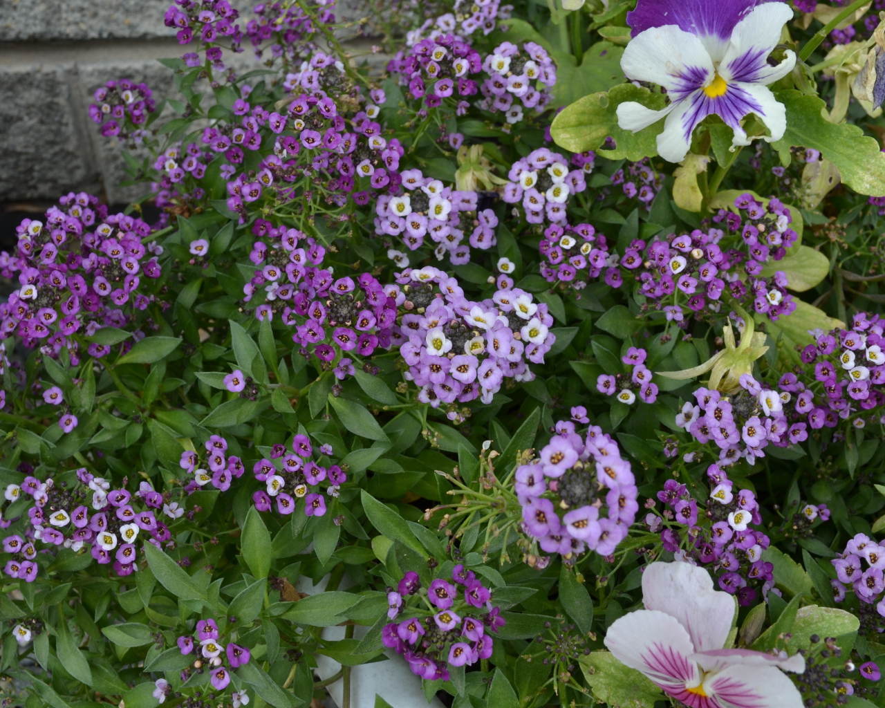 Красивые алиссум в саду