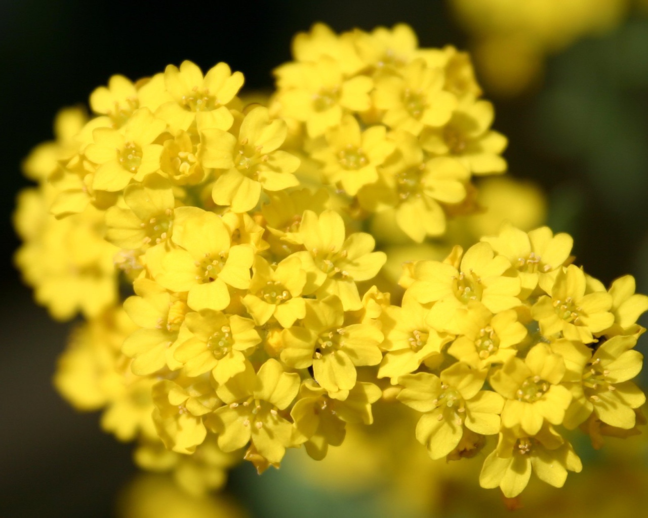 Садовые цветы алиссум на дачном участке