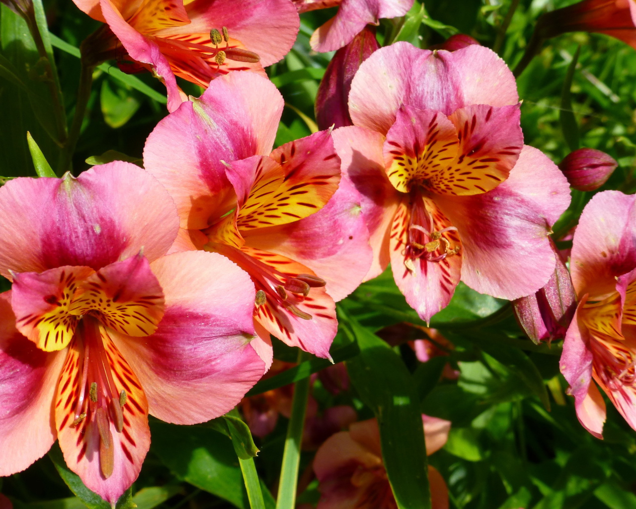 Выращивание цветов альстремерия в саду