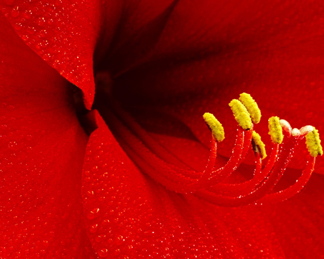 Цветок амариллиса