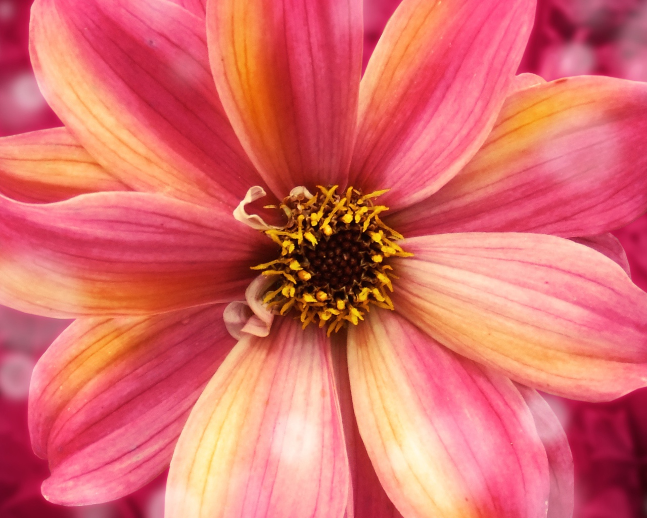 Удивительный цветок