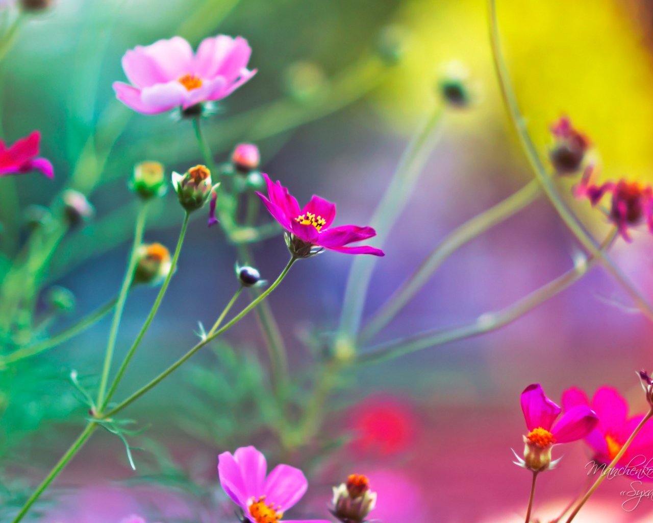 Удивительные цветы