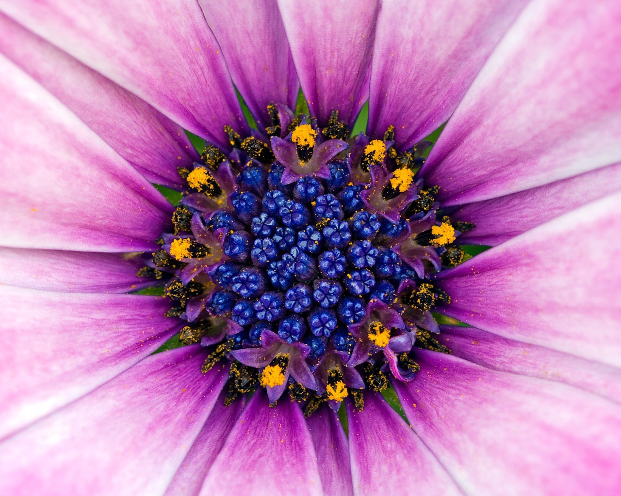 Восхитительный сиреневый цветок