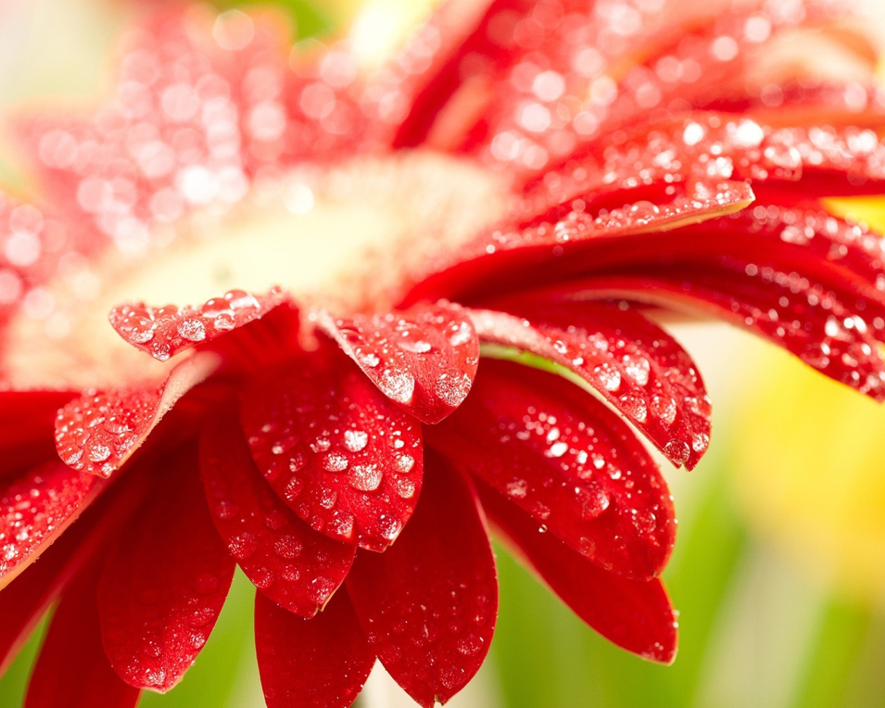 Изумительный красный цветок