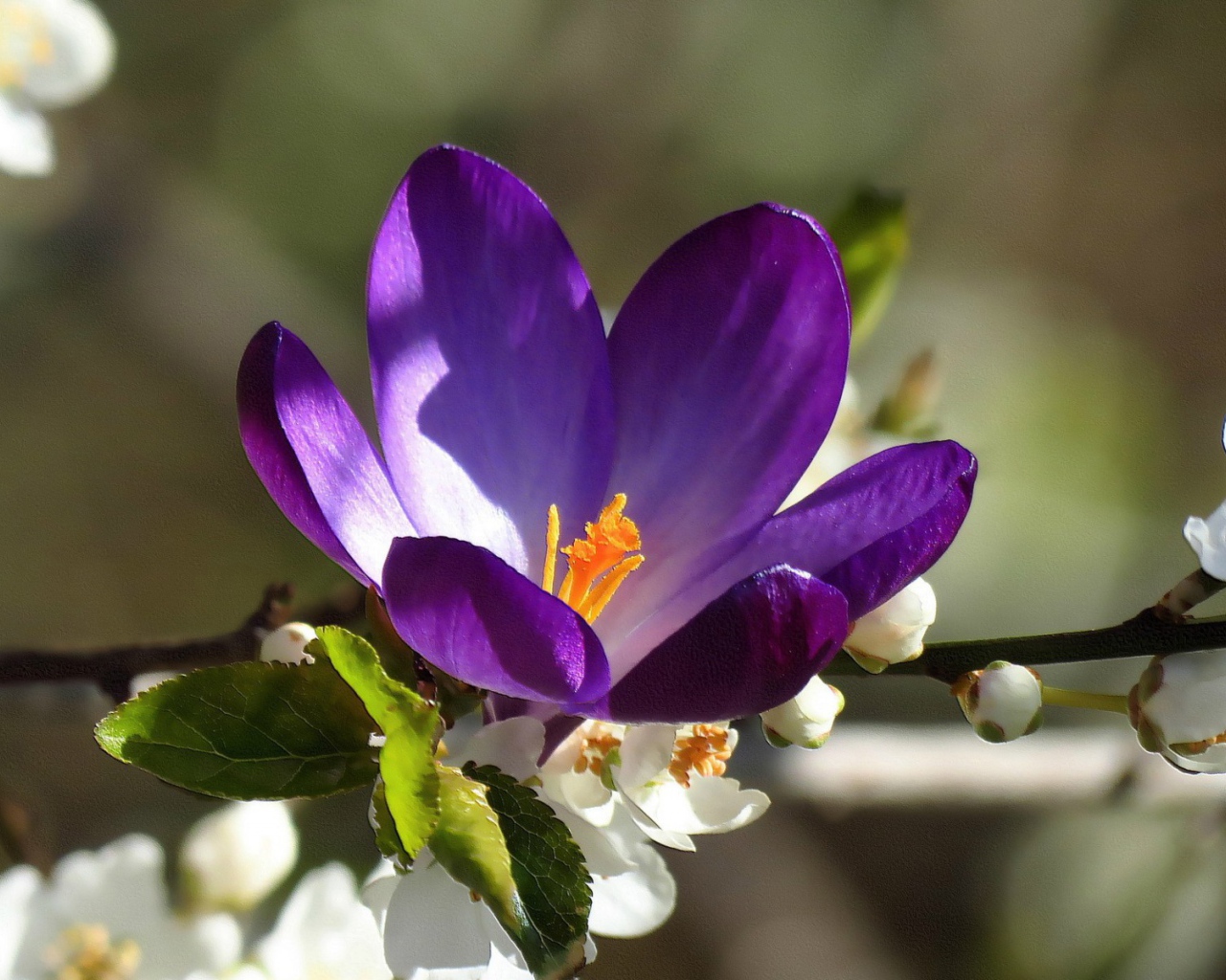 Синий цветок среди белых