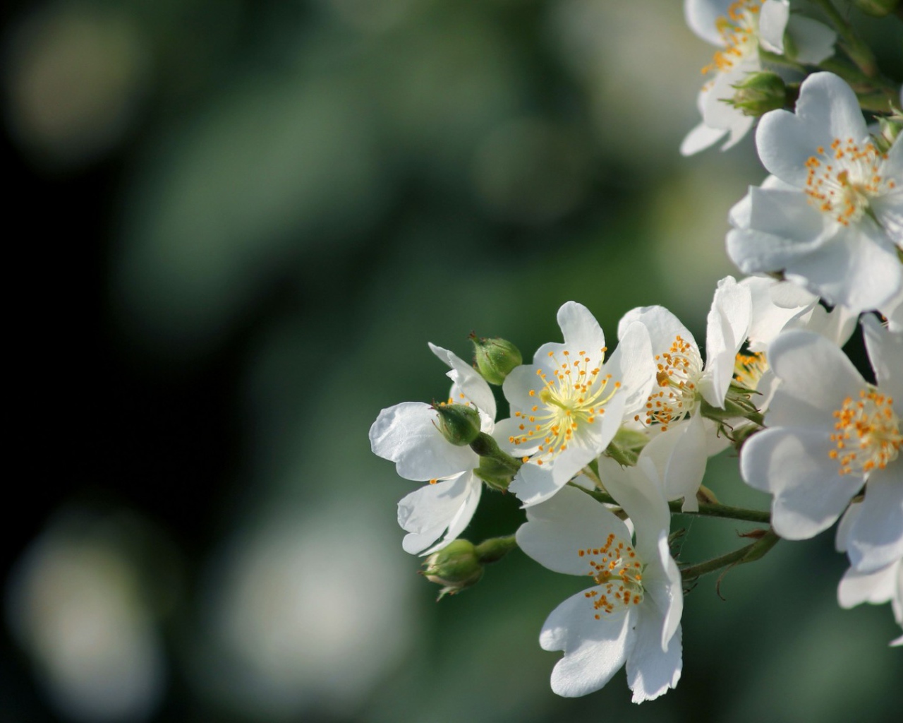 Яблоневый цвет