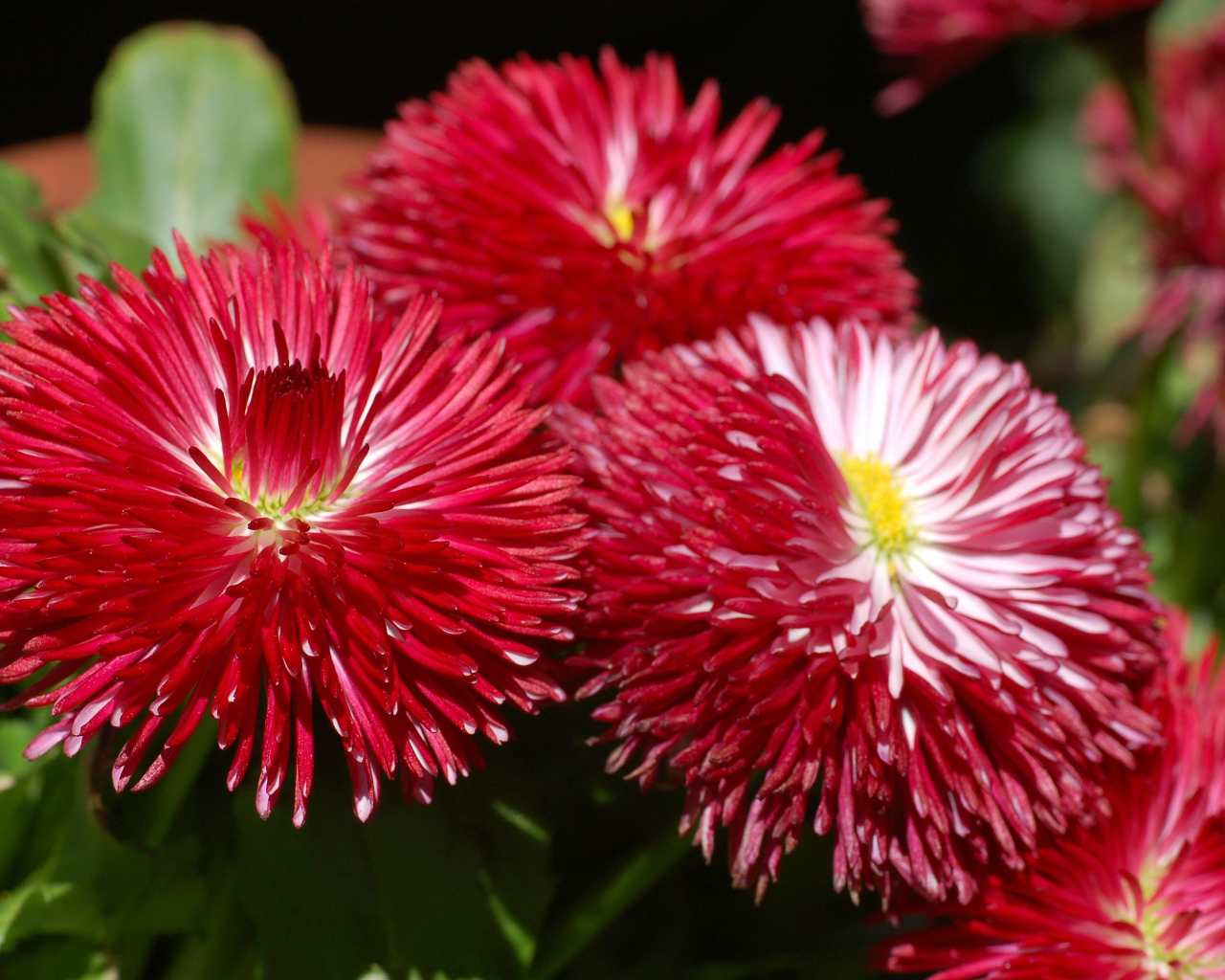 Садовые цветы астра на дачном участке