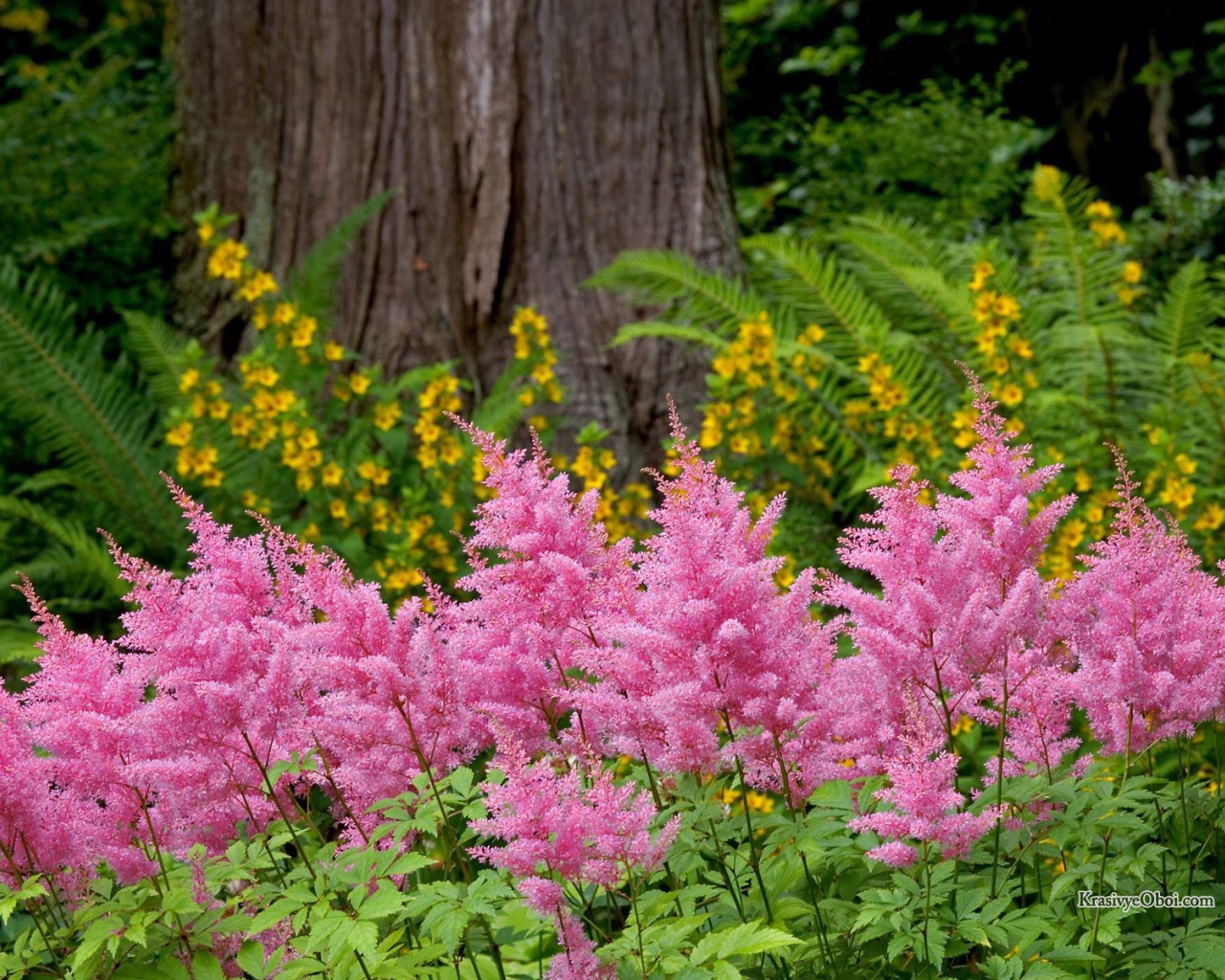 Красивая астильба в саду