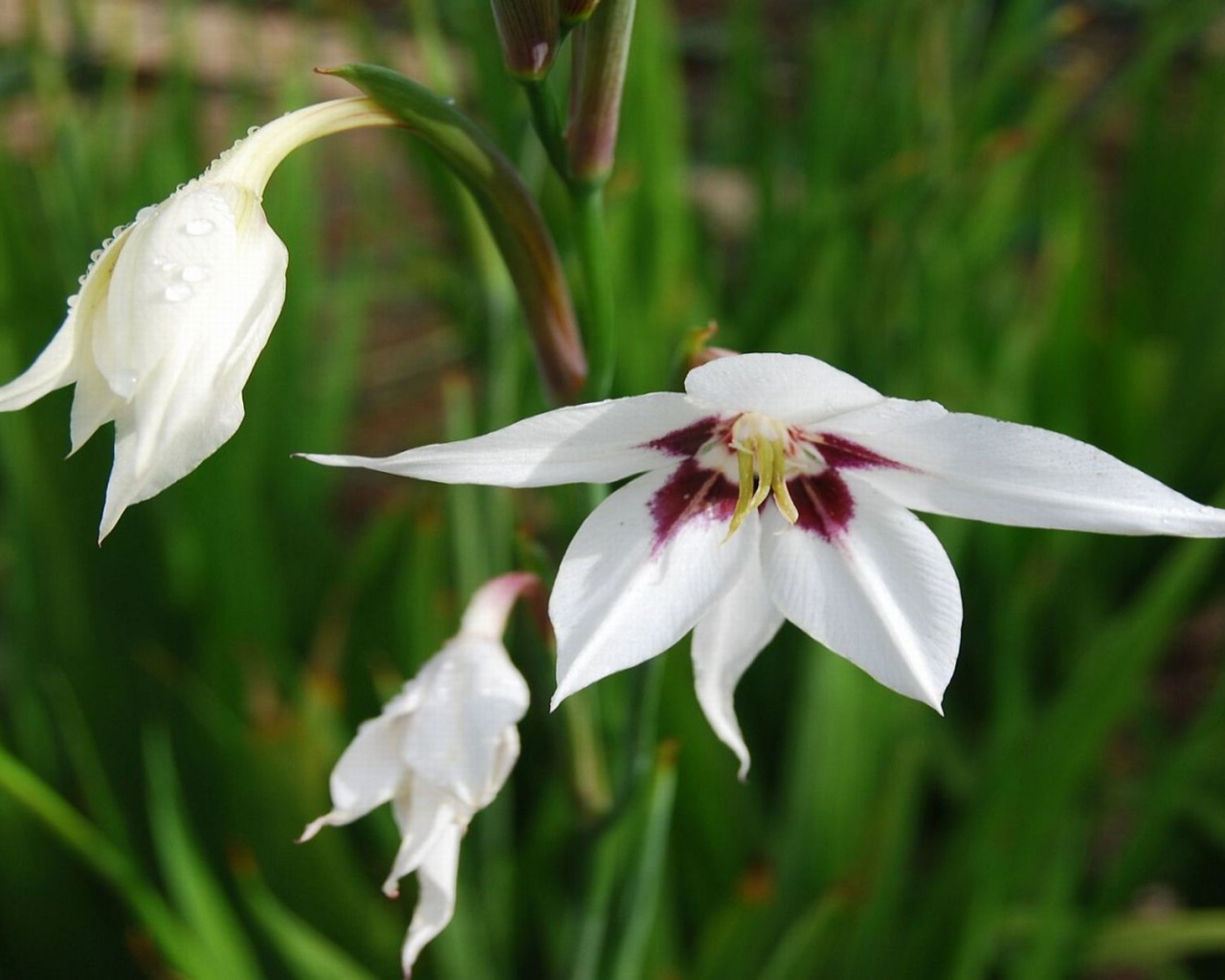 Садовые цветы ацидантера на дачном участке