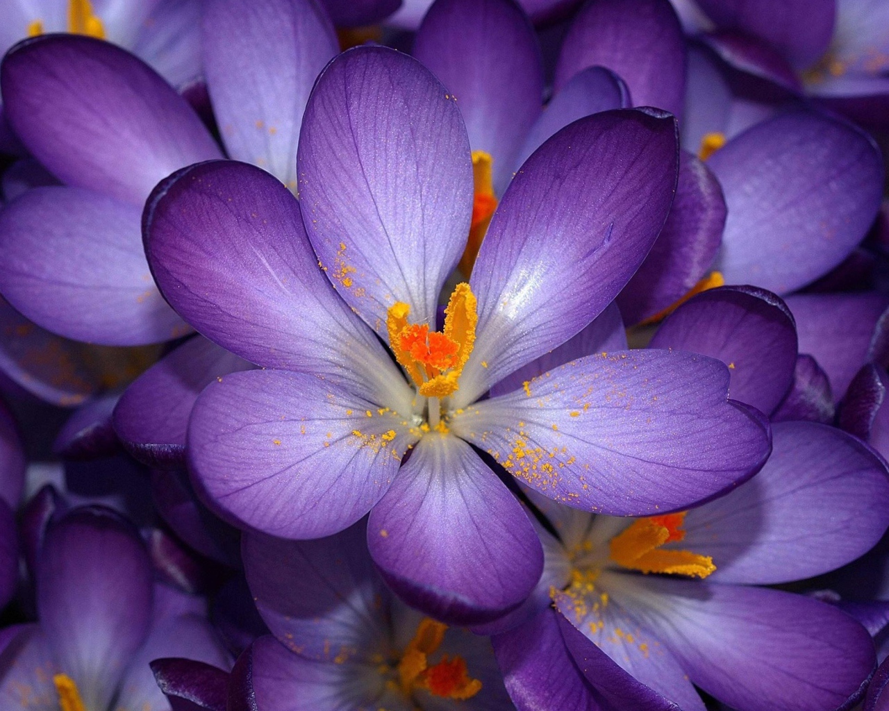 Осенние крокусы