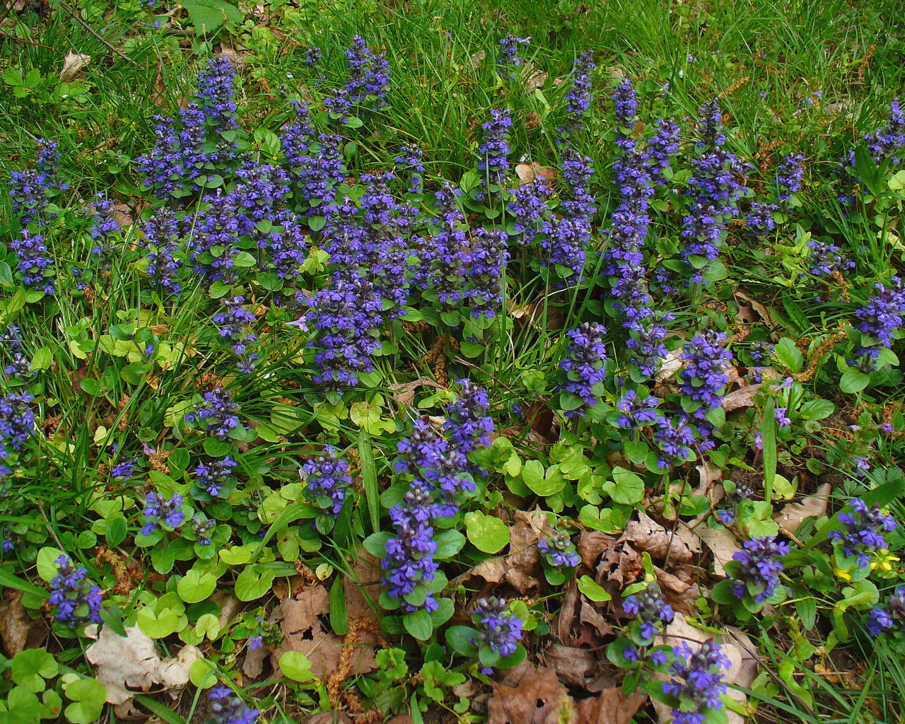 Садовые цветы аюга на дачном участке