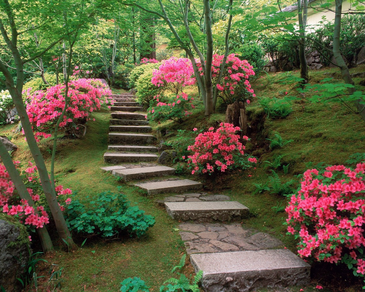 Азалии в японском саду