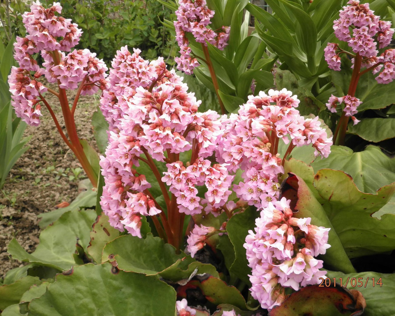 Бадан красивое многолетнее растение