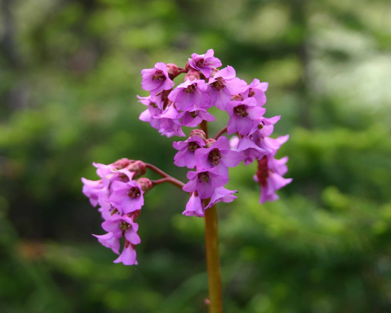 Бадан красивое растение в лесу