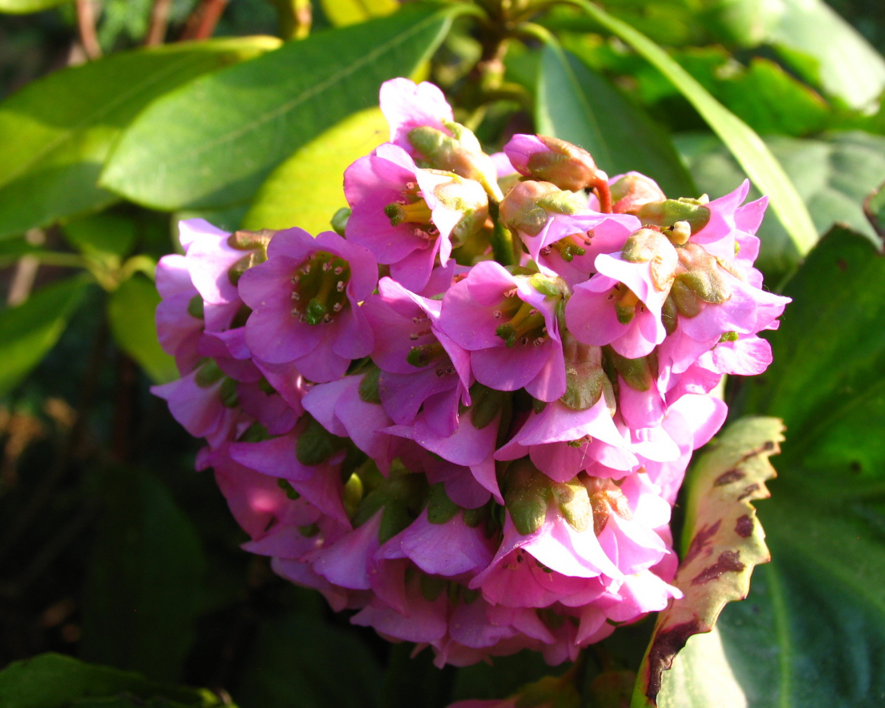 Бадан красивое растение в саду