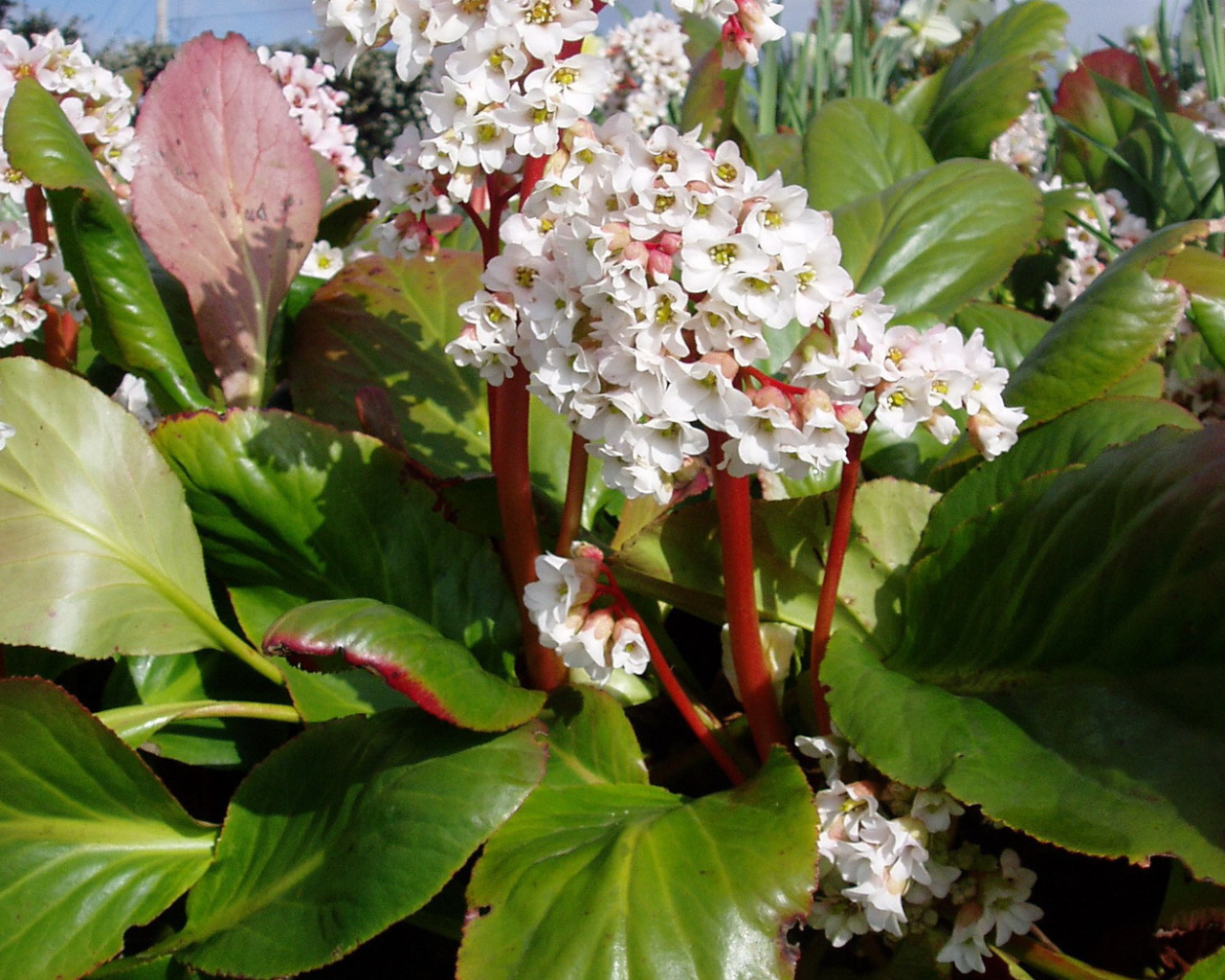 Бадан вечнозеленое многолетнее растение