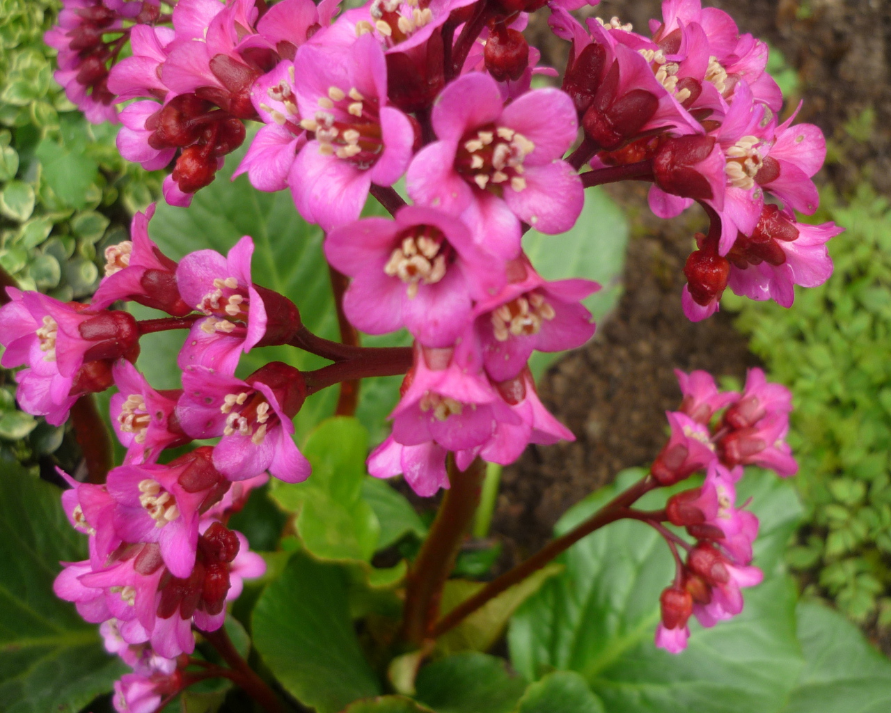 Бадан растение семейство камнеломковых