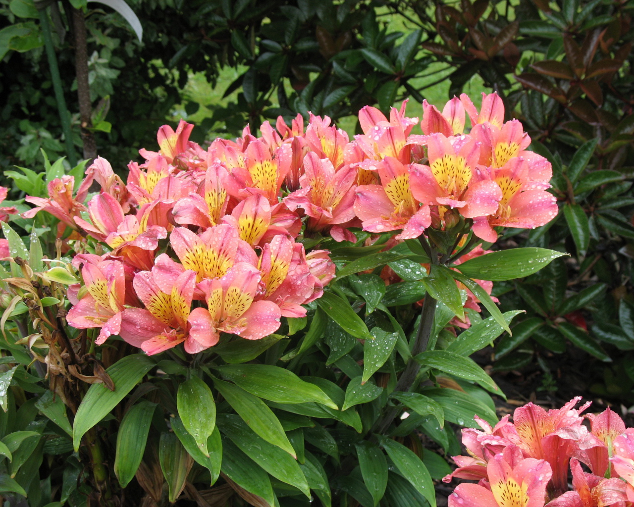 Красивая цветы альстремерия в саду