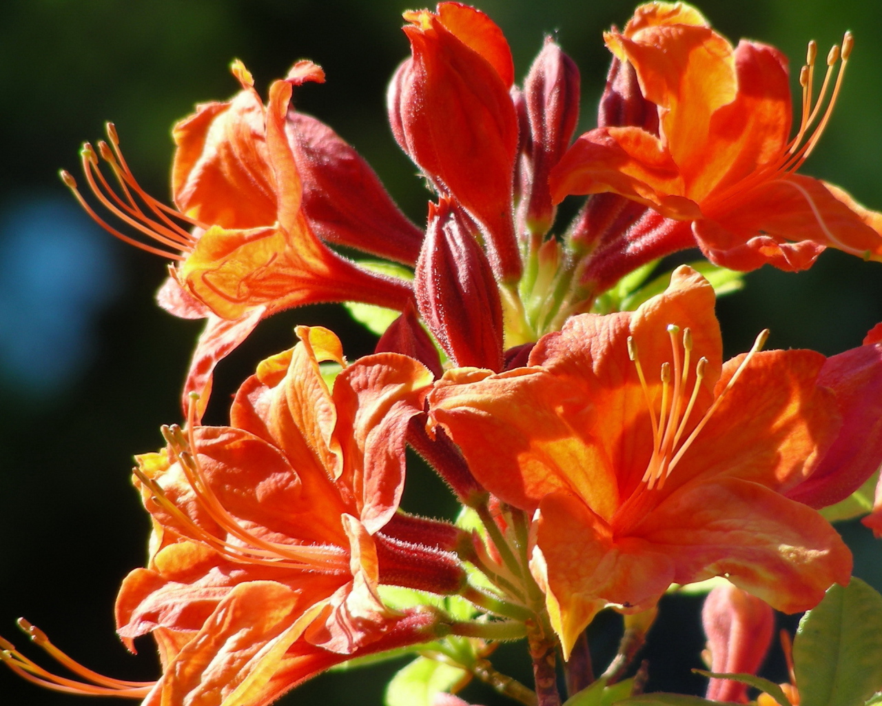 Красивая альстремерия в саду