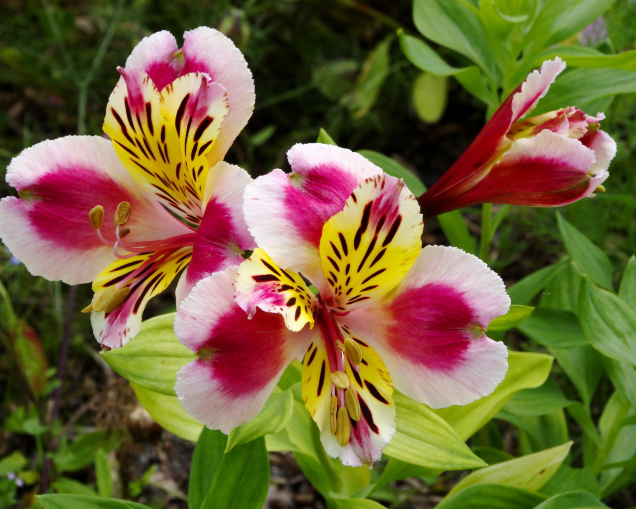 Красивая альстремерия на дачном участке