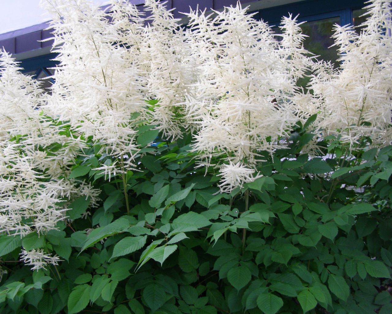 Красивая астильба на дачном участке