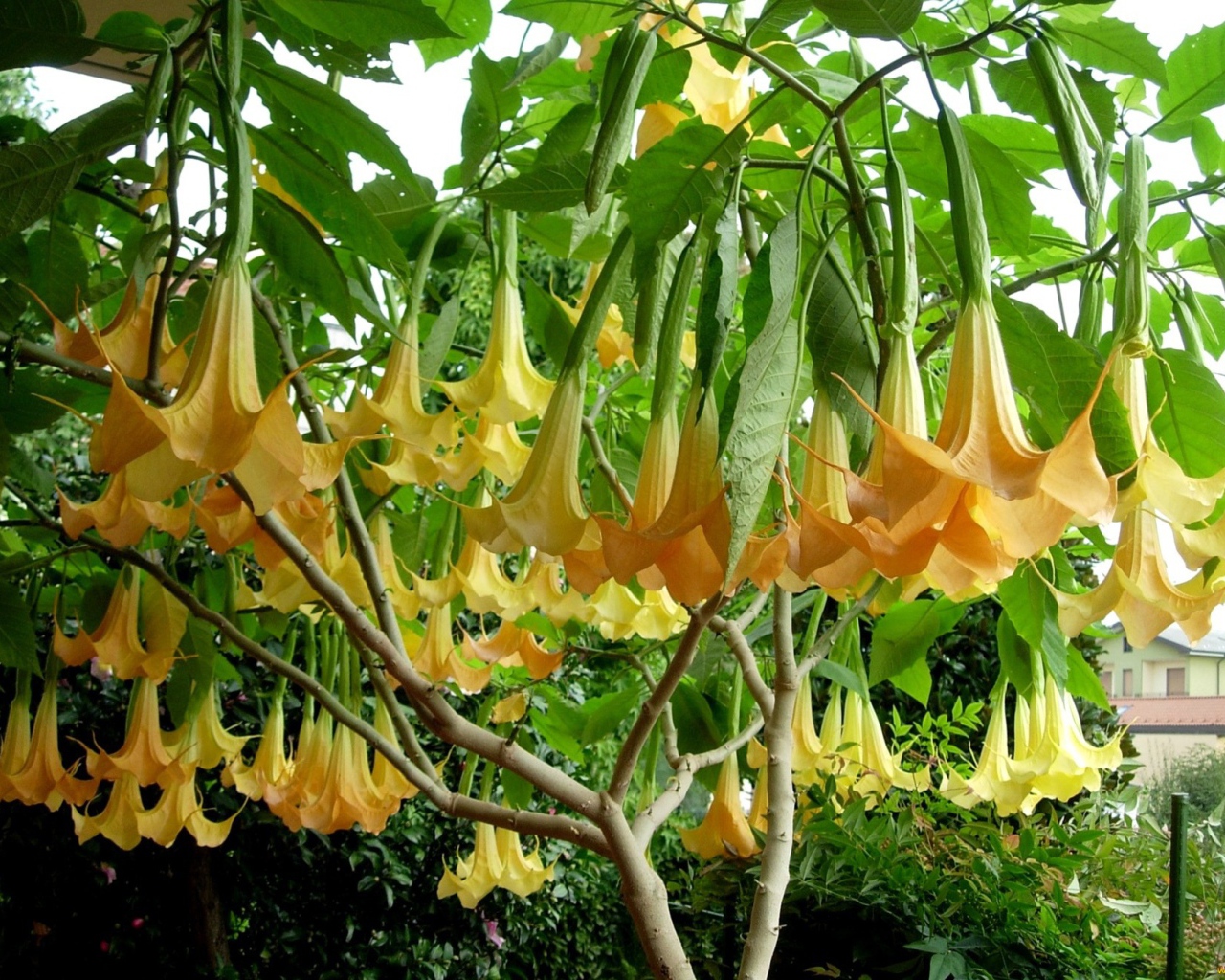 Красивая бругмансия в саду