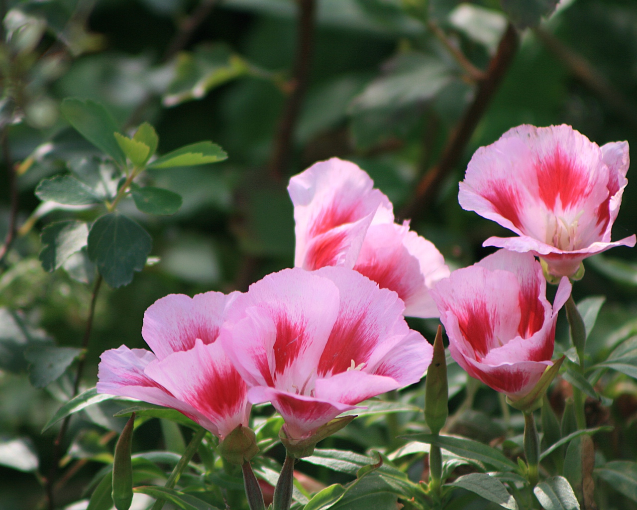 Красивая кларкия (годеция) в саду