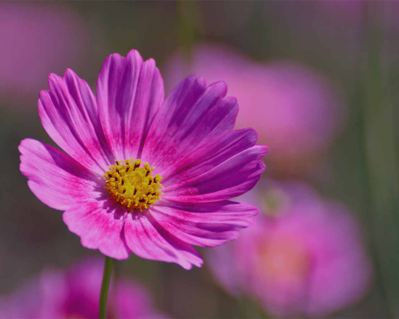 Красивая космея на дачном участке