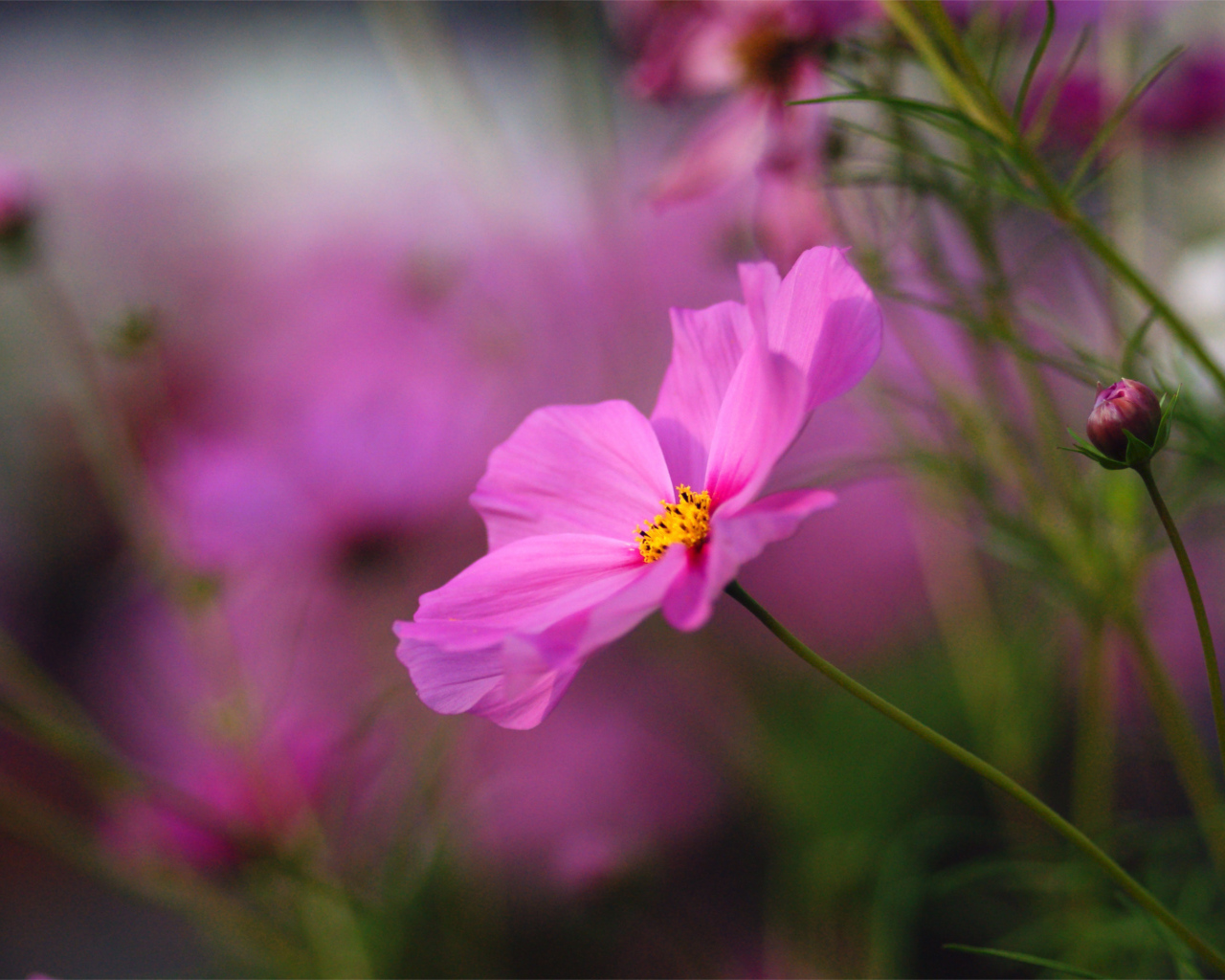 Красивые цветы космея на поляне