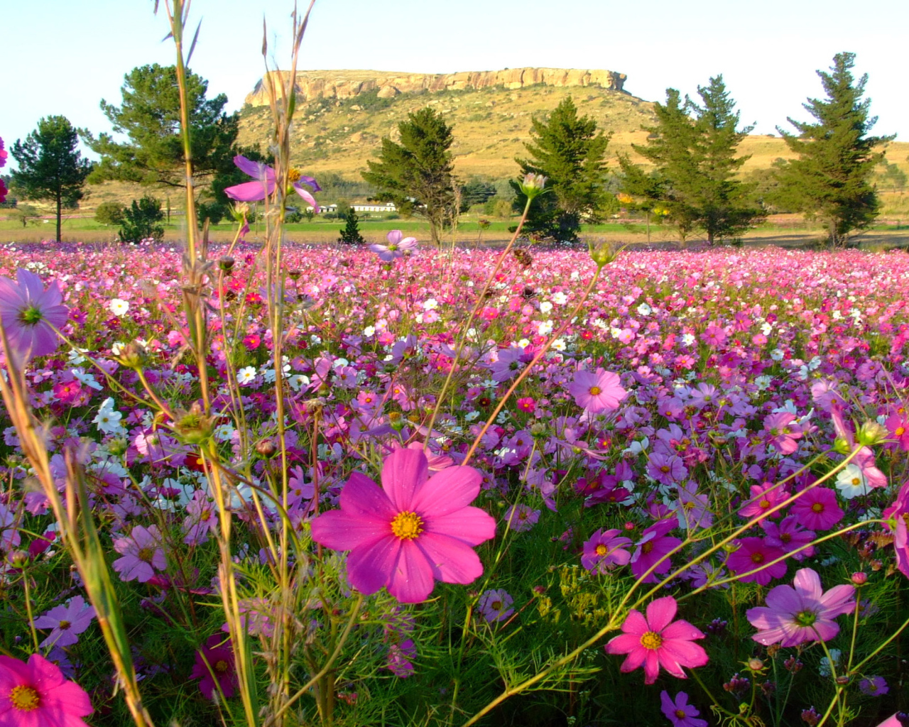 Красивая космея в саду