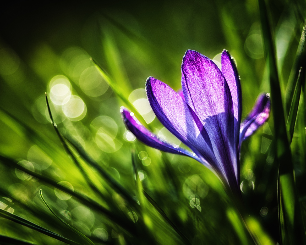 Красивый цветок Крокус в саду