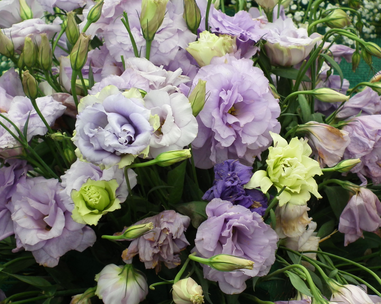 Красивая эустома (ирландская роза) на дачном участке