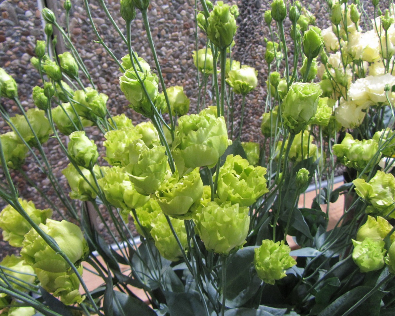 Красивая эустома (ирландская роза) в саду