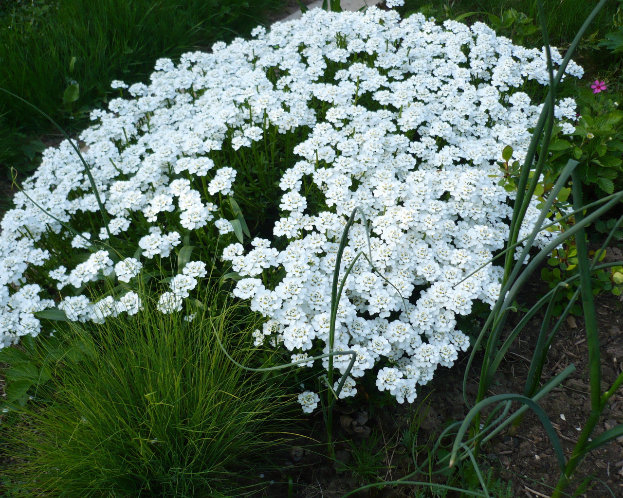 Красивый иберис на дачном участке
