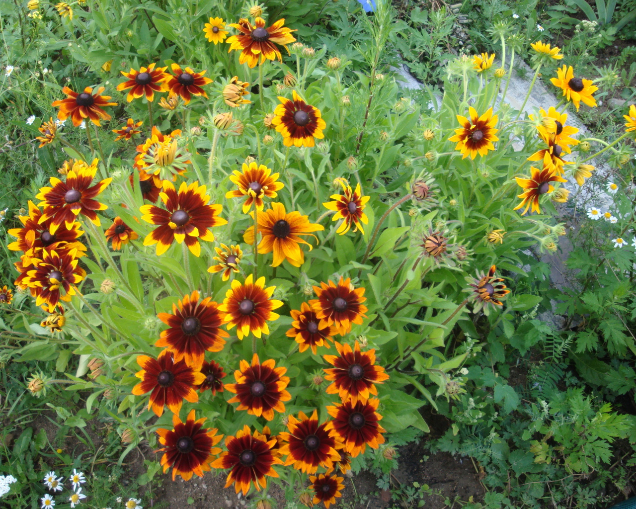 Красивая рудбекия на дачном участке
