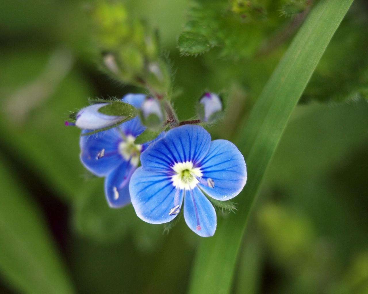 Красивая вероника в саду
