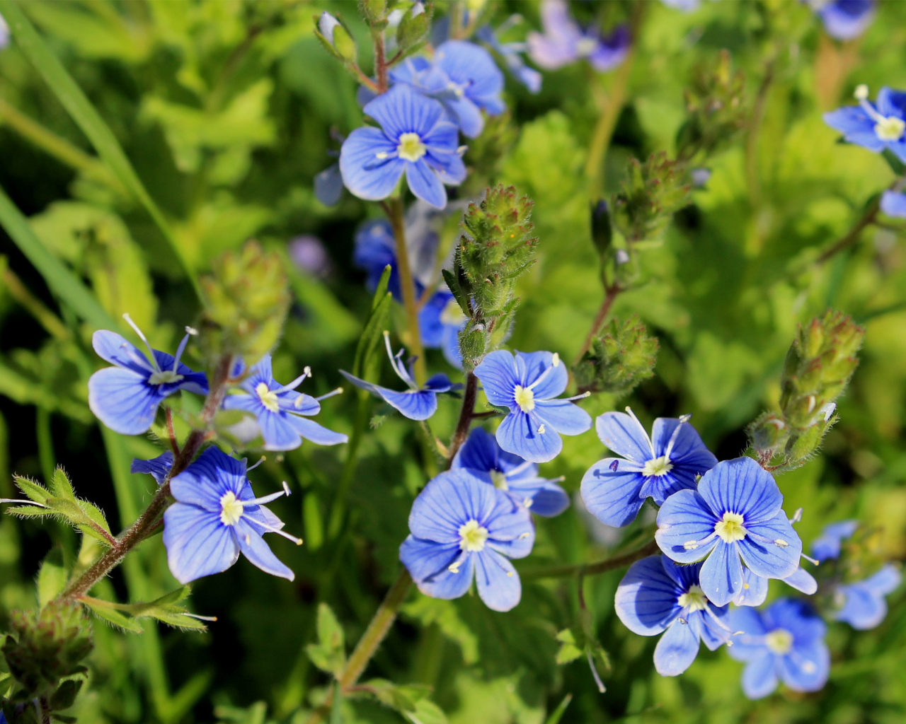 Красивая вероника на дачном участке