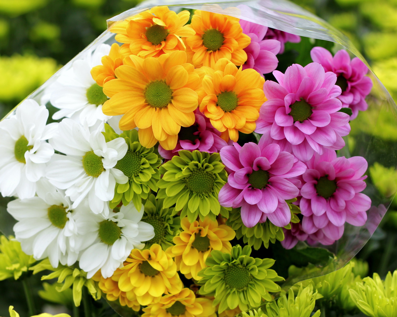 Красивые и яркие цветы хризантема