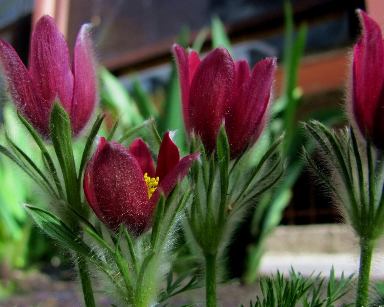 Красивая анемона в саду