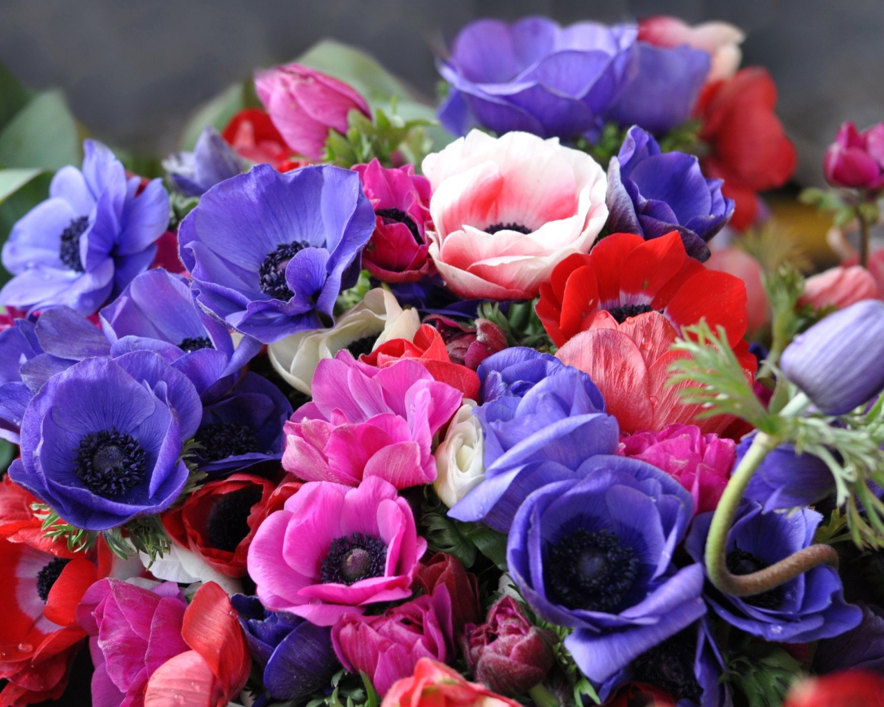 Красивая анемона на дачном участке