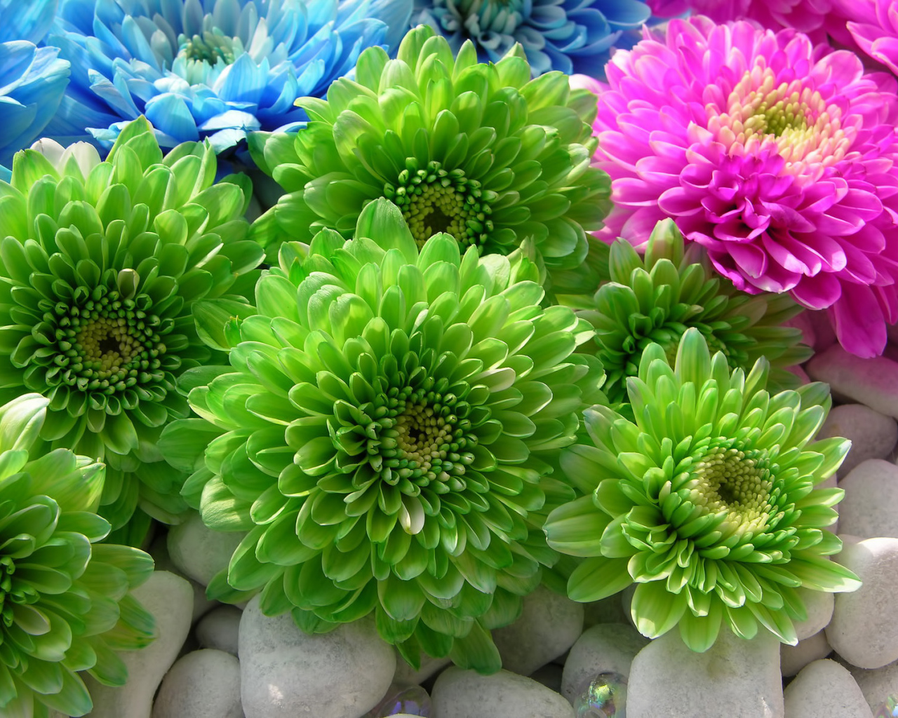 Красивая астра в саду