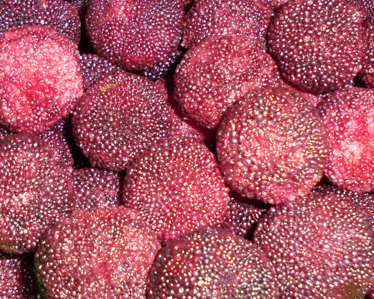 Красивые ягоды восковник из сада